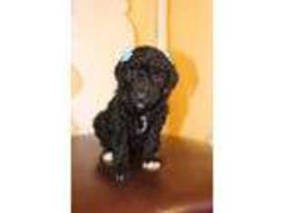 Mutt Puppy for sale in Corbin, KY, USA