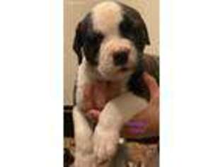 American Bulldog Puppy for sale in Austin, TX, USA