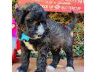 Mutt Puppy for sale in Anaheim, CA, USA