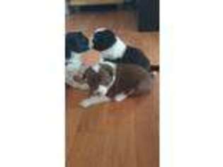 Border Collie Puppy for sale in Pine Bush, NY, USA