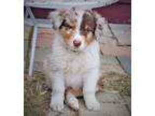 Australian Shepherd Puppy for sale in Circle, MT, USA
