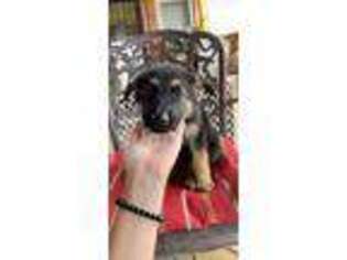 German Shepherd Dog Puppy for sale in Franklin, PA, USA