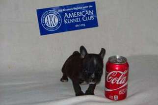 French Bulldog Puppy for sale in Vernon Hill, VA, USA