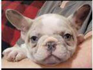 French Bulldog Puppy for sale in Lumberton, MS, USA