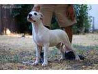 Dogo Argentino Puppy for sale in San Francisco, CA, USA