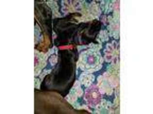 Doberman Pinscher Puppy for sale in Humble, TX, USA