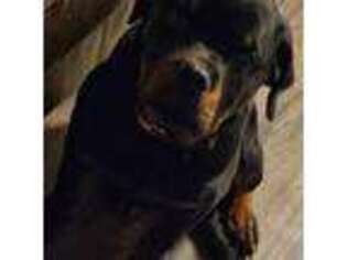 Rottweiler Puppy for sale in Clayton, WI, USA