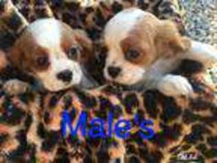 English Toy Spaniel Puppy for sale in South Weymouth, MA, USA
