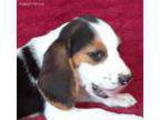 Beagle Puppy for sale in Fremont, CA, USA