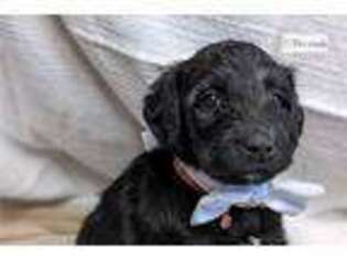 Labradoodle Puppy for sale in Columbia, SC, USA