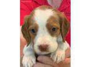 Brittany Puppy for sale in Parkersburg, IA, USA