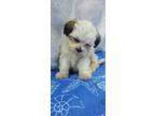 Maltese Puppy for sale in Fall River, MA, USA
