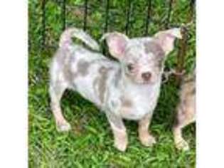 Chihuahua Puppy for sale in Sheboygan, WI, USA