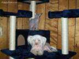 Chinese Crested Puppy for sale in Oroville, CA, USA