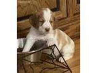Brittany Puppy for sale in Bella Vista, AR, USA