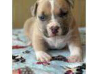 Mutt Puppy for sale in Akron, NY, USA
