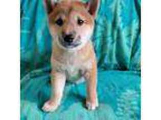 Shiba Inu Puppy for sale in Oakland, OR, USA