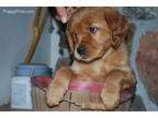Golden Retriever Puppy for sale in Centuria, WI, USA