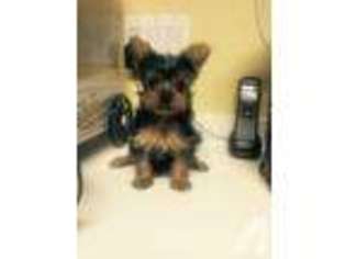 Yorkshire Terrier Puppy for sale in EWA BEACH, HI, USA