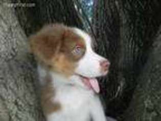 Australian Shepherd Puppy for sale in Kanawha, IA, USA
