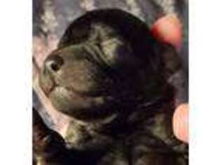 Mutt Puppy for sale in Mineral, VA, USA