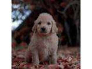 Goldendoodle Puppy for sale in San Francisco, CA, USA