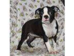 Boston Terrier Puppy for sale in Holmesville, OH, USA