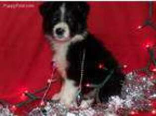 Border Collie Puppy for sale in Maysville, KY, USA