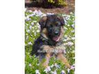 German Shepherd Dog Puppy for sale in Chuckey, TN, USA