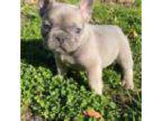French Bulldog Puppy for sale in Coram, NY, USA