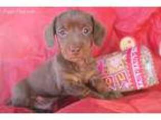 Dachshund Puppy for sale in Burlington, CO, USA