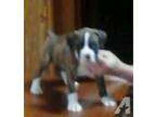 Boxer Puppy for sale in GIRARD, OH, USA