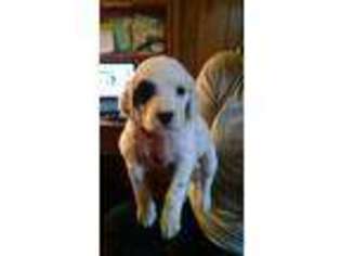English Setter Puppy for sale in Cadillac, MI, USA