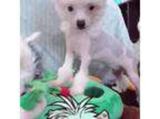 Chinese Crested Puppy for sale in San Francisco, CA, USA