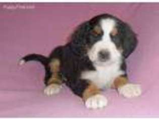 Bernese Mountain Dog Puppy for sale in Howard, OH, USA