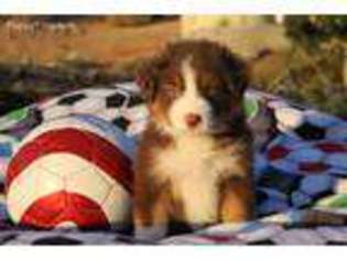 Australian Shepherd Puppy for sale in Nuevo, CA, USA