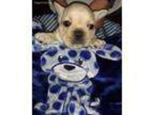 French Bulldog Puppy for sale in Leola, PA, USA