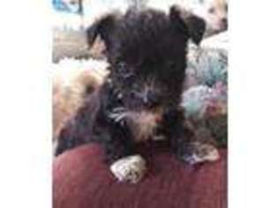 Mutt Puppy for sale in Ethel, MO, USA