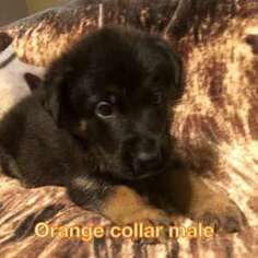 German Shepherd Dog Puppy for sale in Lehigh Acres, FL, USA