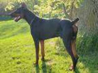 Doberman Pinscher Puppy for sale in Akron, IA, USA