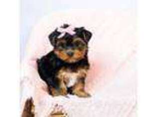 Yorkshire Terrier Puppy for sale in Warsaw, IN, USA