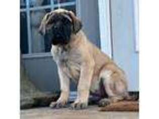 Mastiff Puppy for sale in New Park, PA, USA