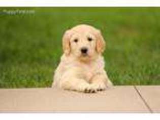 Goldendoodle Puppy for sale in Champaign, IL, USA