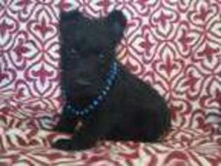 Scottish Terrier Puppy for sale in North Canton, OH, USA