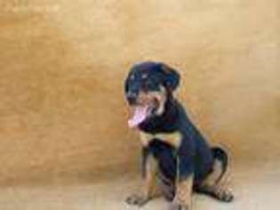 Rottweiler Puppy for sale in North Collins, NY, USA