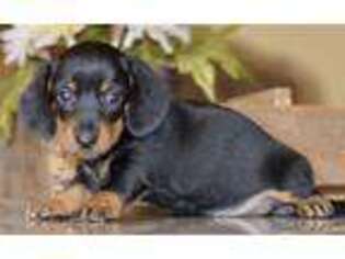 Dachshund Puppy for sale in Anderson, MO, USA