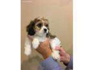 Cavachon Puppy for sale in Sunnyvale, TX, USA