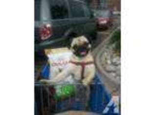 Pug Puppy for sale in DENVER, CO, USA