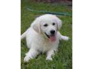 Golden Retriever Puppy for sale in Pittsboro, MS, USA