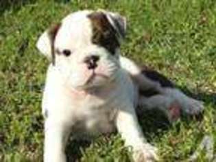 Bulldog Puppy for sale in HONOBIA, OK, USA
